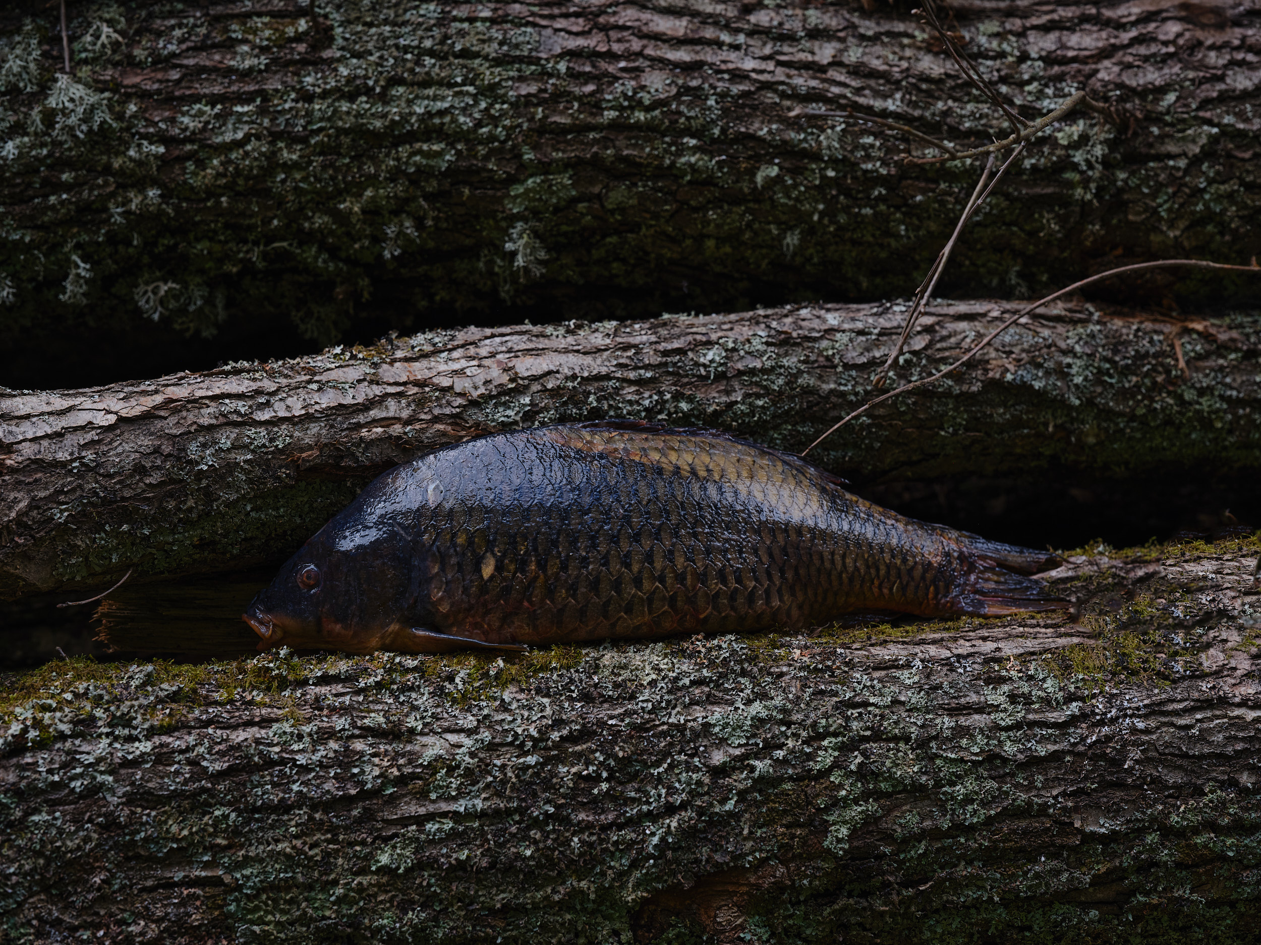 Poisson du Rhin servi au restaurant Alchémille